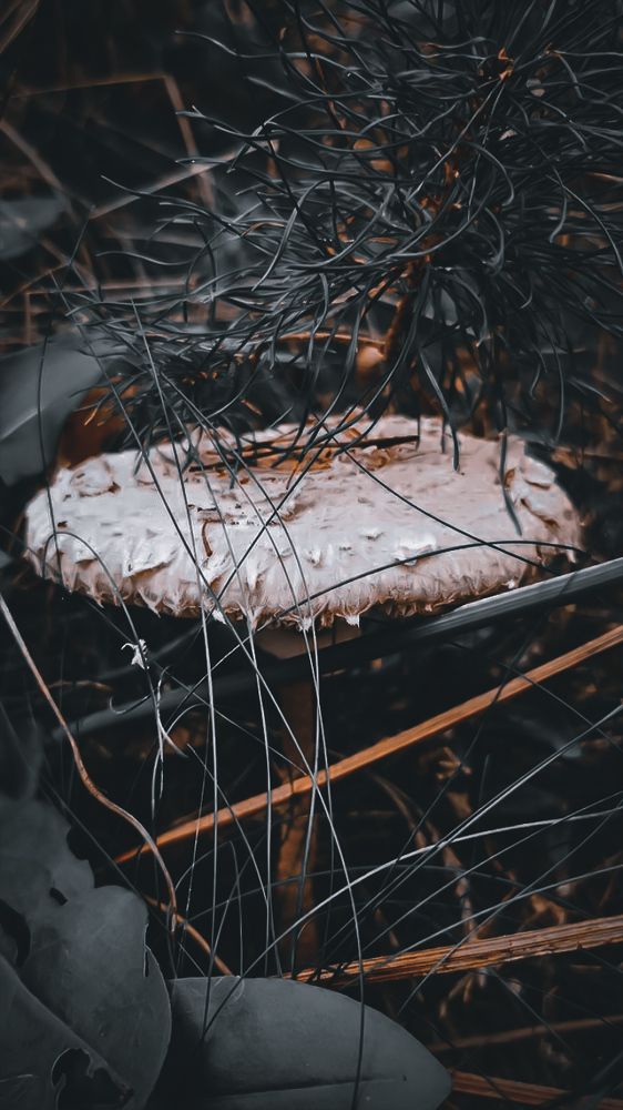 Photograph by Юлия Мишина