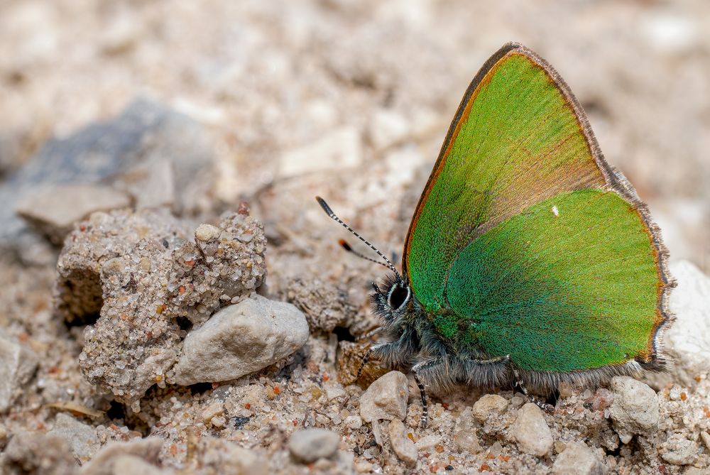 Фотография автора Eimar Kull