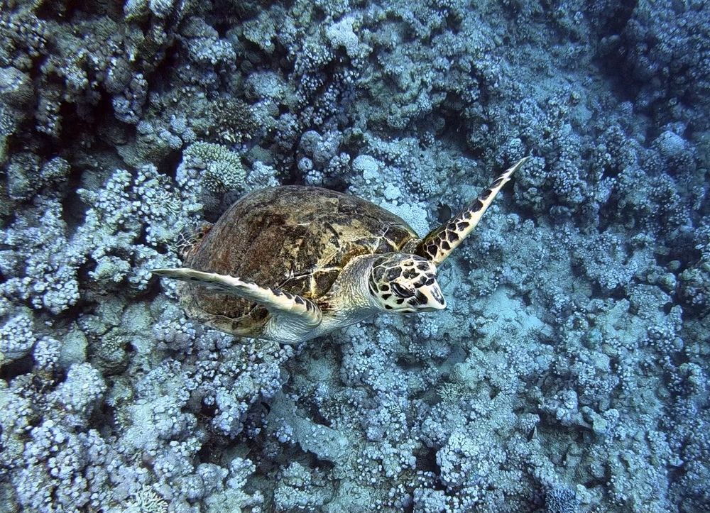 Photograph by Мария Берёзка