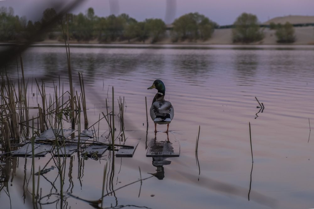 Photograph by Александр Серняк