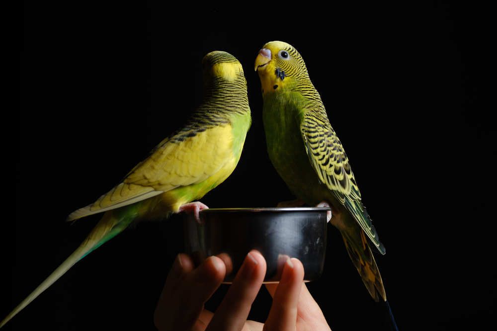 Photograph by Александр Серняк