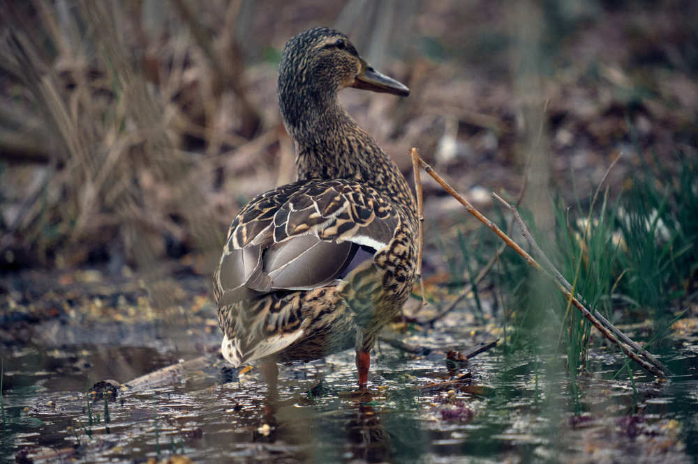 Photograph by Александр Серняк