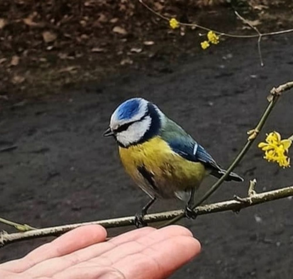 Лучше синица в руке....