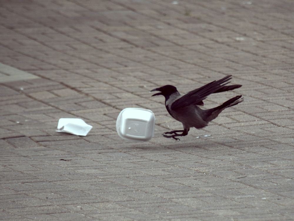 ПТИЦЫ КАК ЛЮДИ. Мудрая ворона добывает трофей