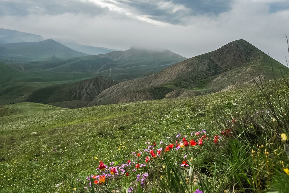 Пейзаж с тюльпанами