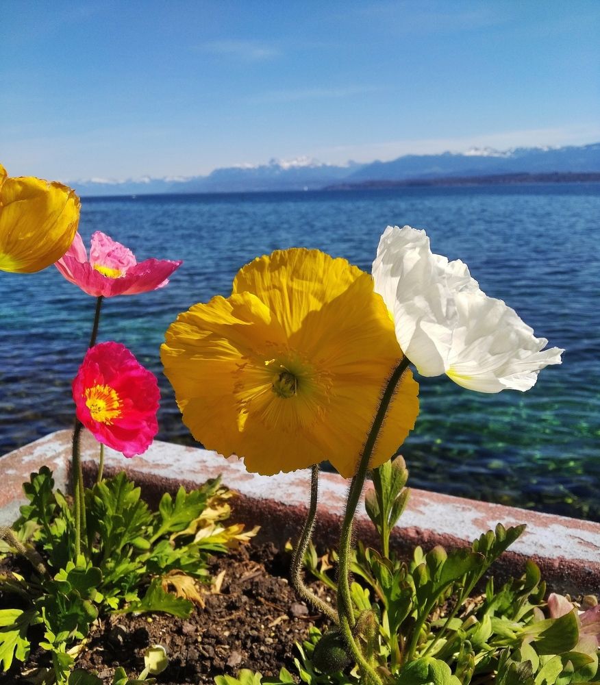 На Женевском озере.