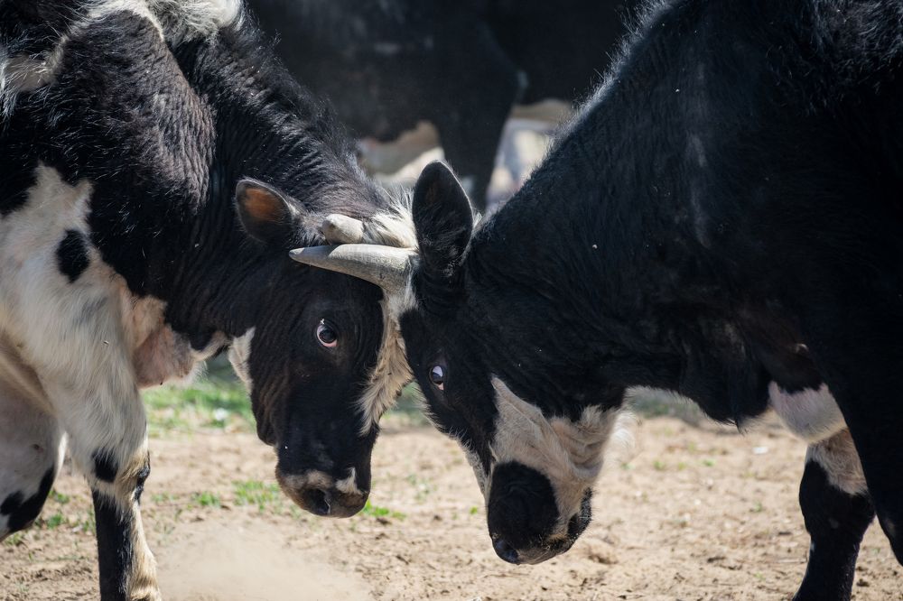 Photograph by Анастасия Киселева