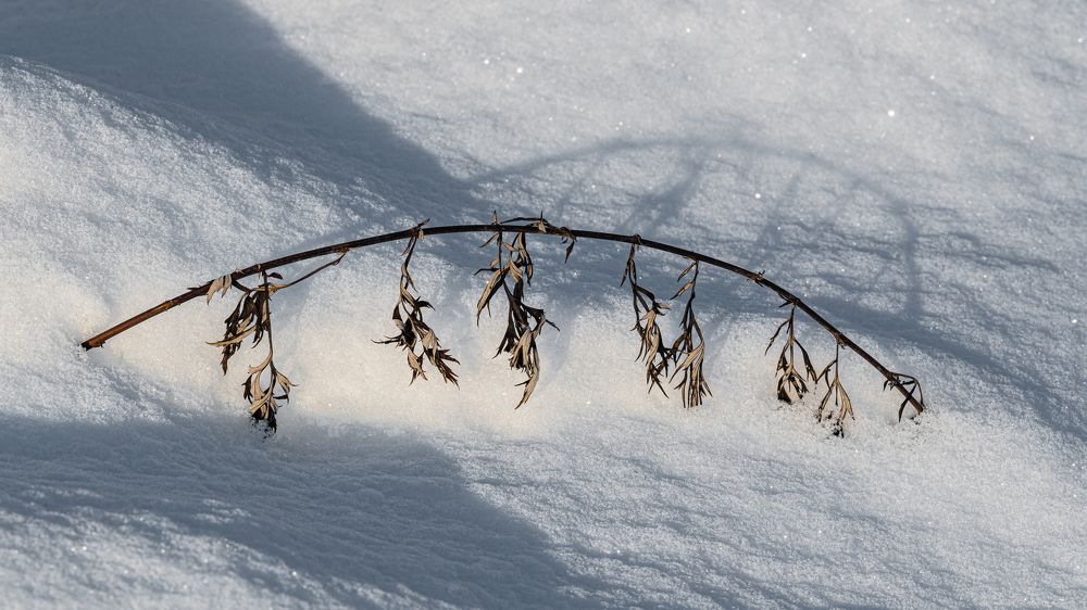 Сухие растения и глубокий снег
