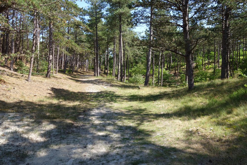 дорога в дюнах