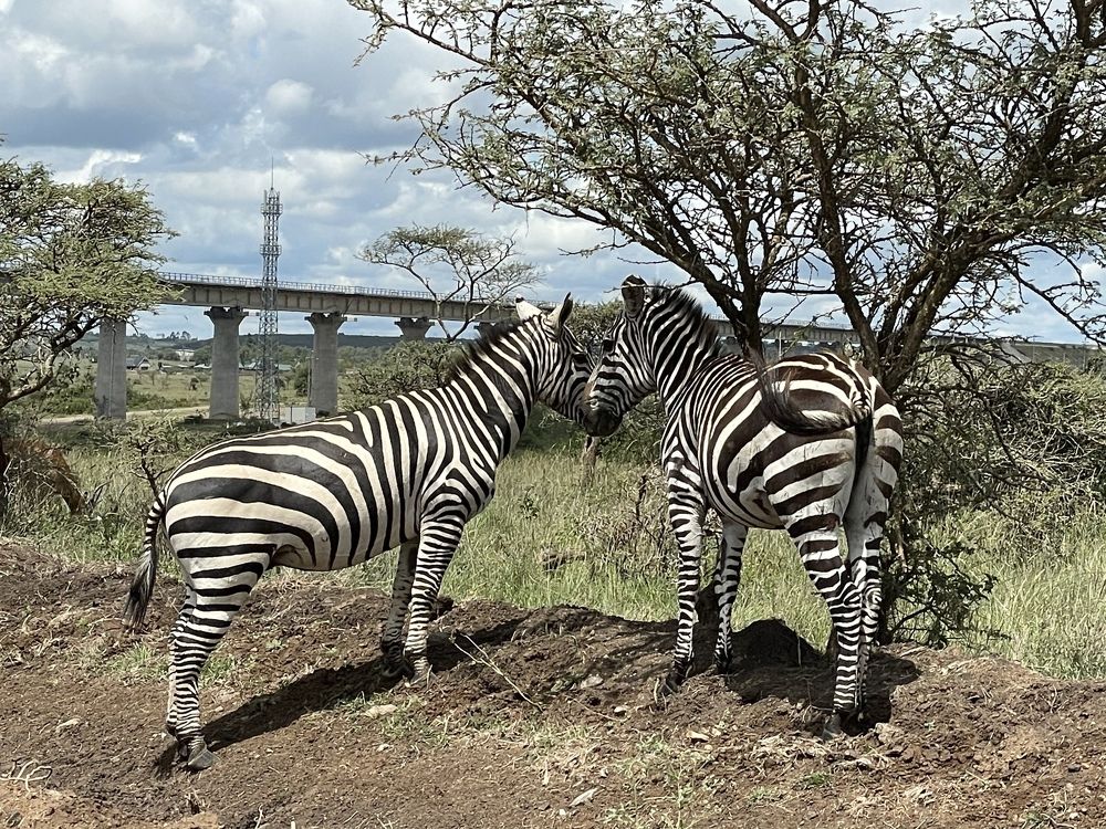 Photograph by Areef Photography