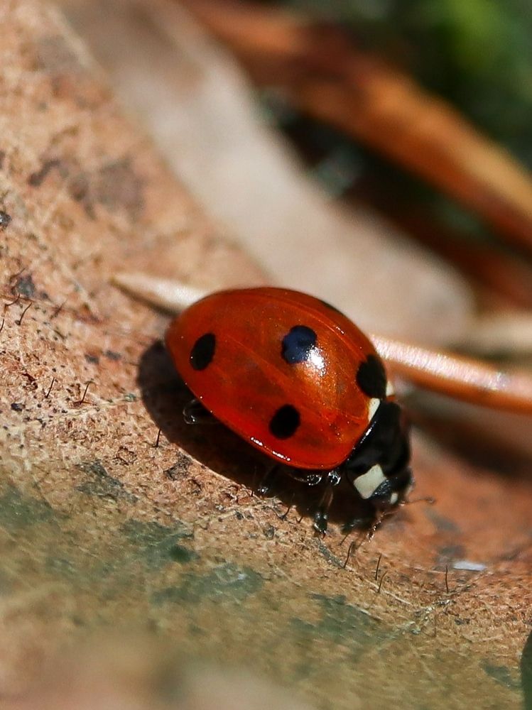 Photograph by Ирина Корабельникова