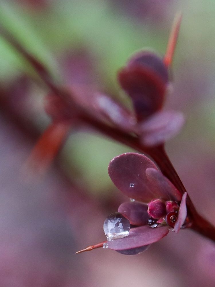 Photograph by Ирина Корабельникова
