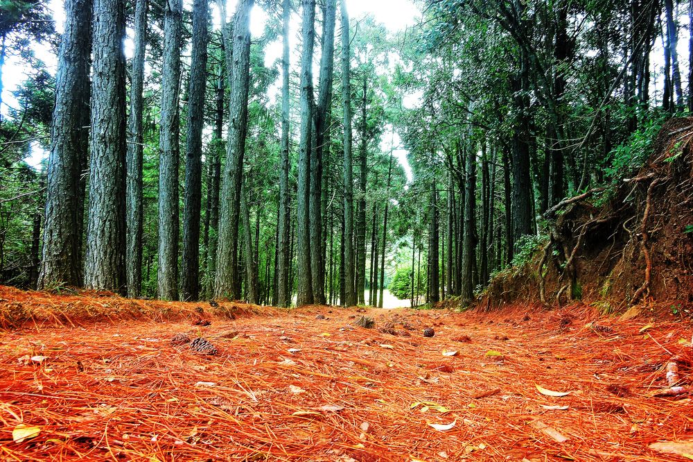 Photograph by Paulo Cesar Soares