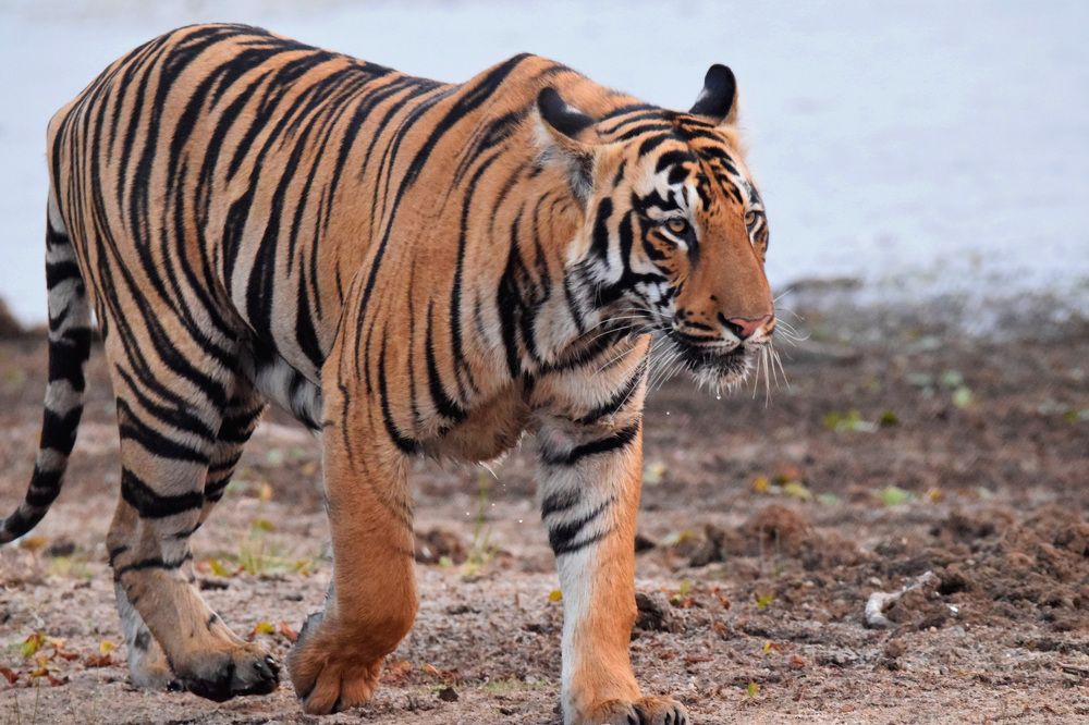 Photograph by Satish Nerlekar