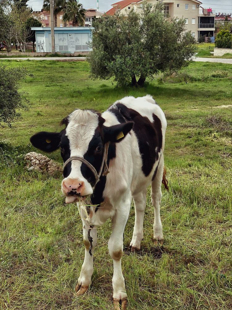 Луговая красотка