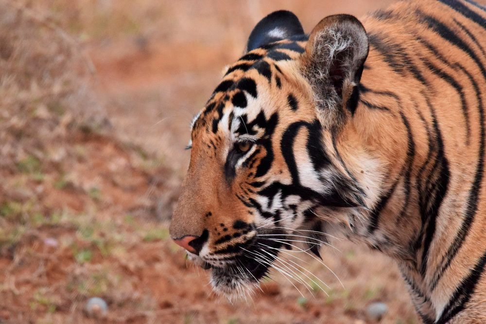 Photograph by Satish Nerlekar