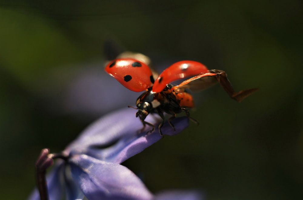 Photograph by Анастасия Рысь