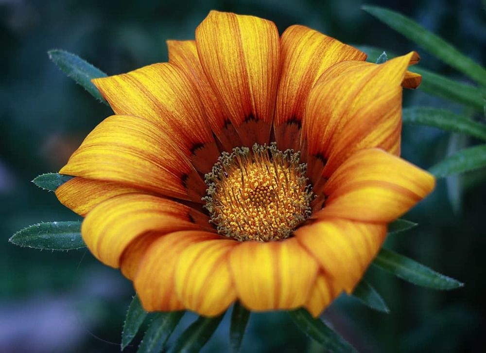 Фотография автора Hadi Nasirian