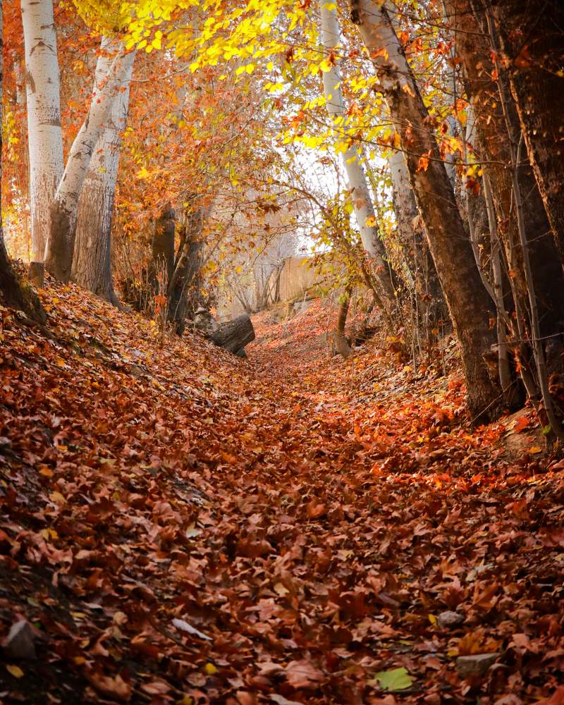 Фотография автора Hadi Nasirian