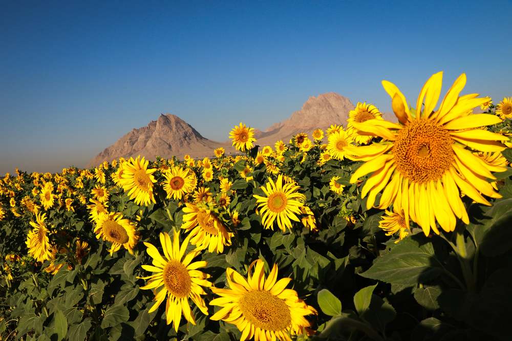 Фотография автора Hadi Nasirian