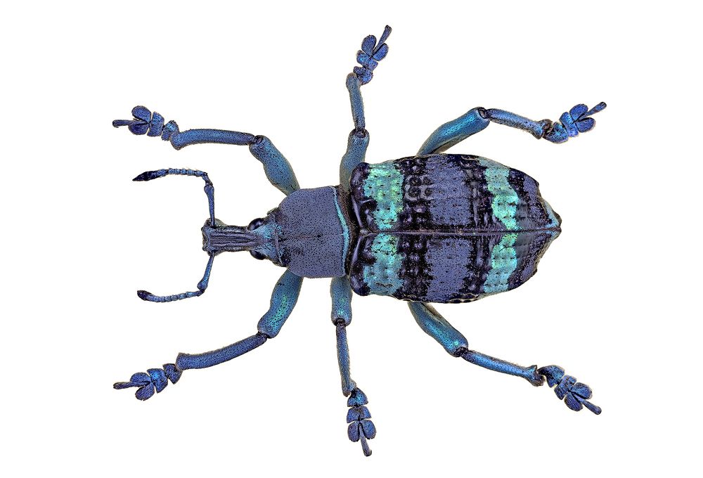 Photograph by Enrico Luzi