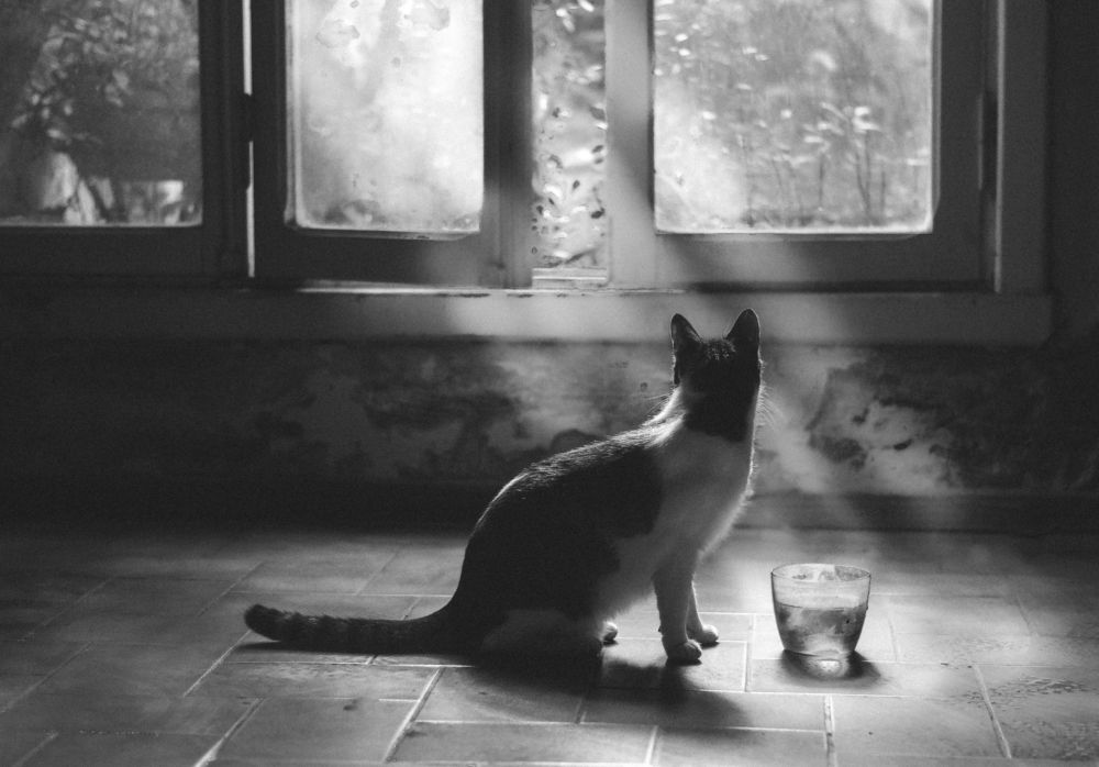 Фотография автора LORNA AGUIRRE