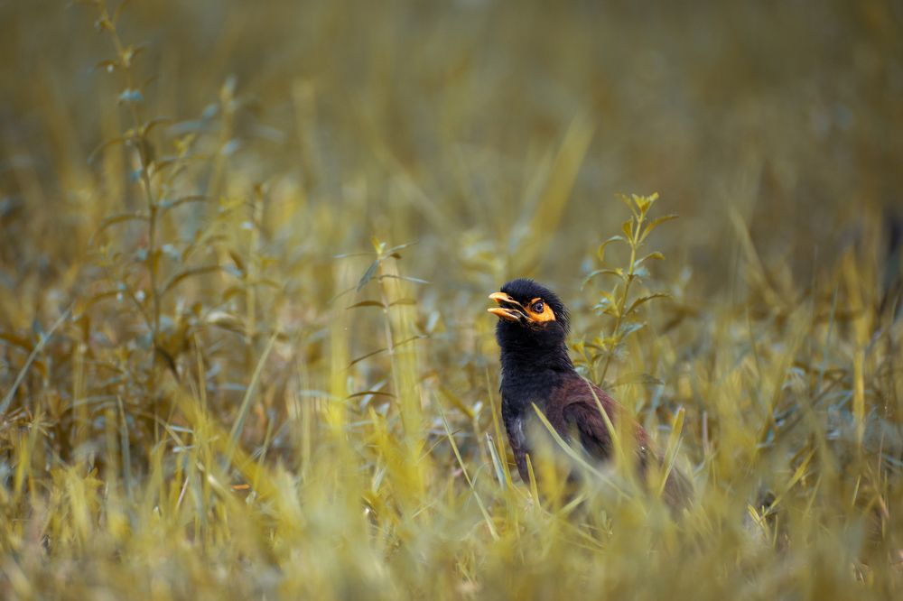 Photograph by yazeen Mohammed