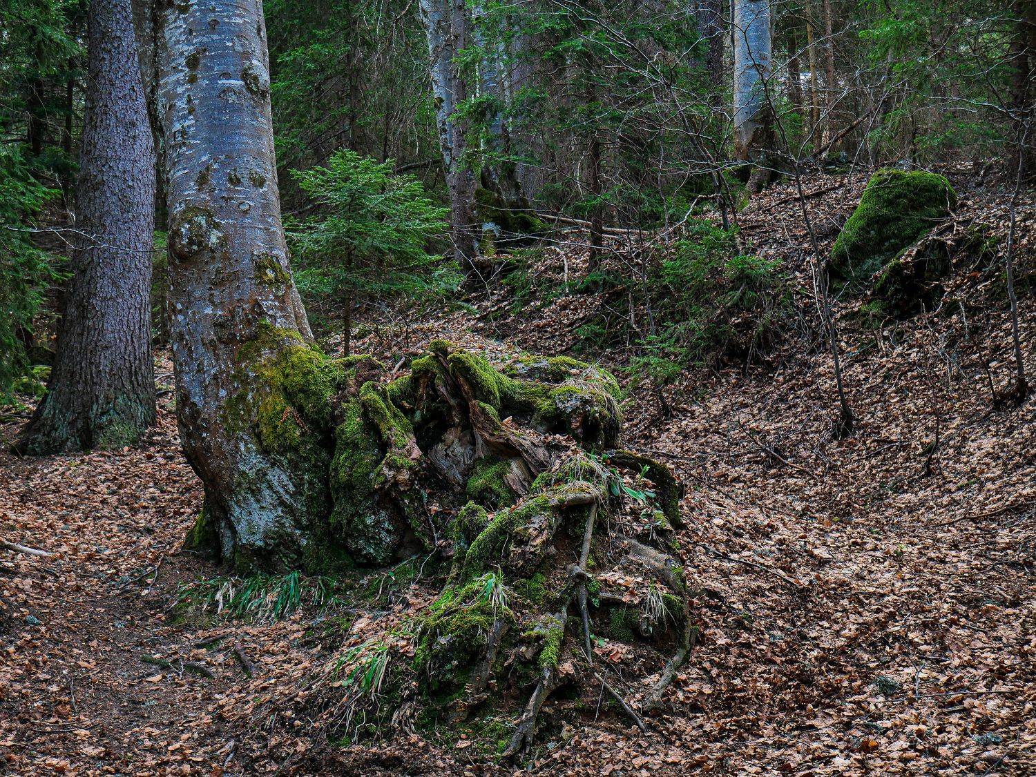 Photo #6060604