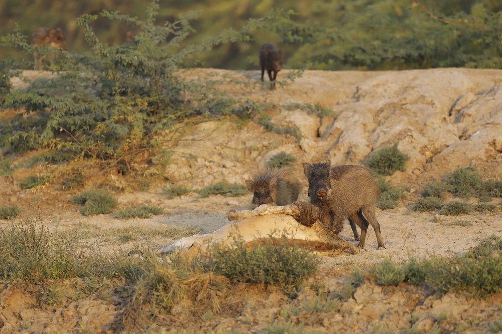 Photograph by Ankit Sharma