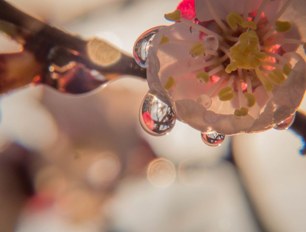 Цветы абрикоса в каплях дождя