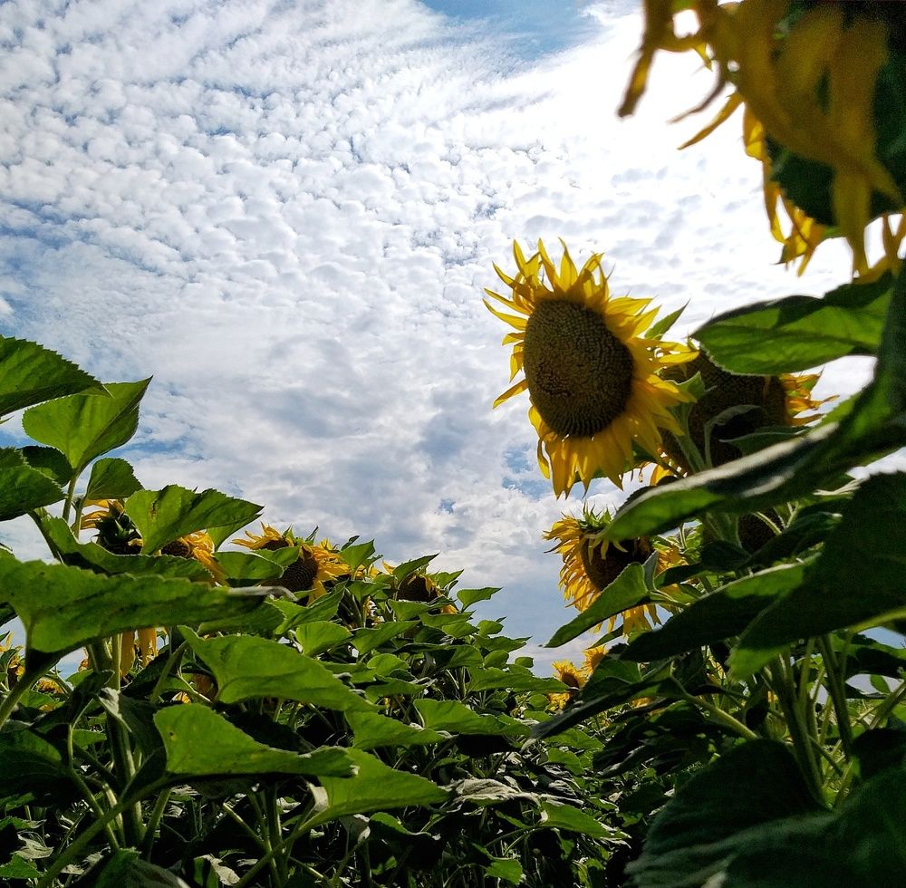 Летний день