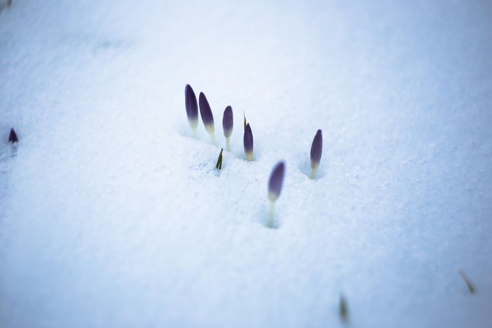 Photograph by Tatiana Kurilas