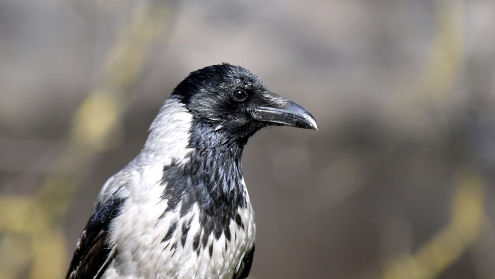Пронзительный взгляд... / A poignant look...