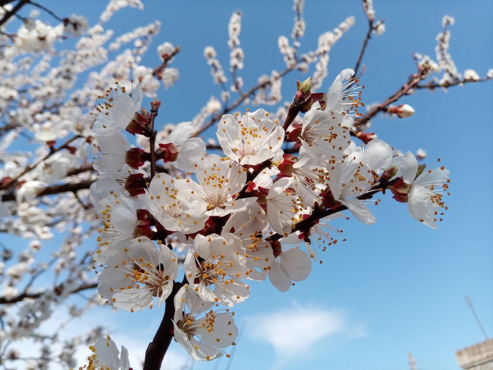 Цветение абрикос