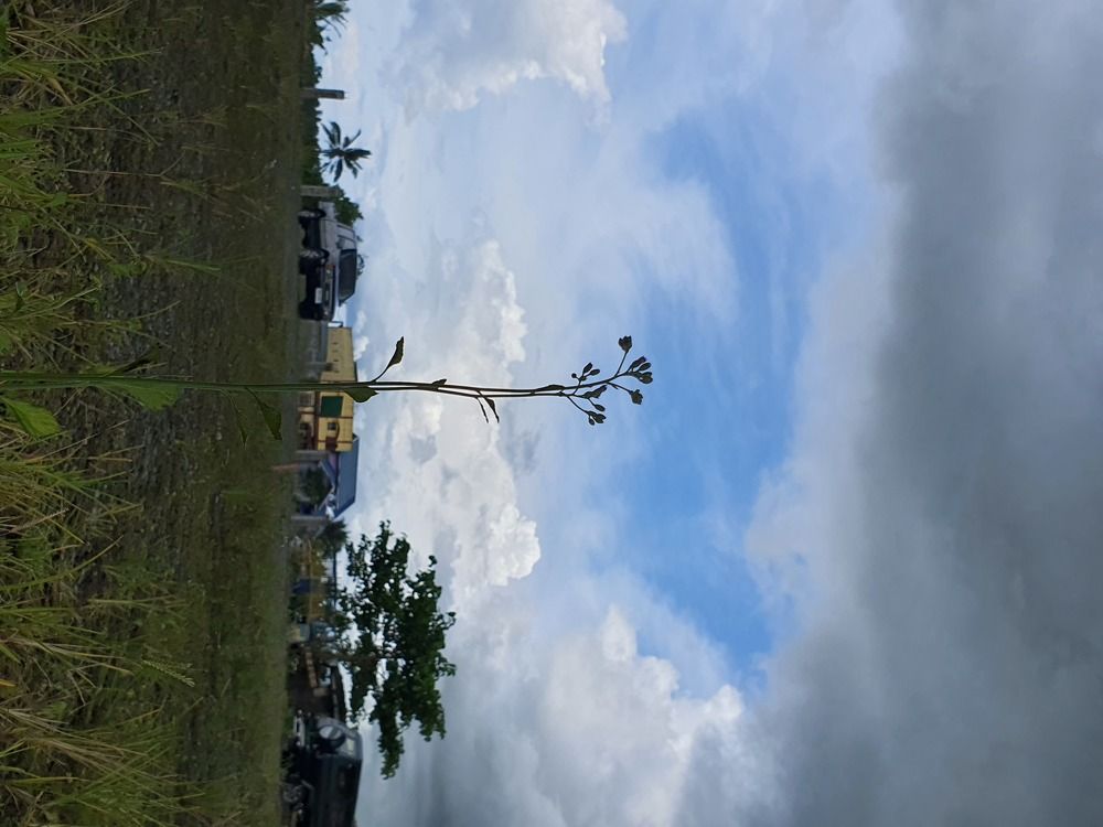 Photograph by RICHARD BRIONES