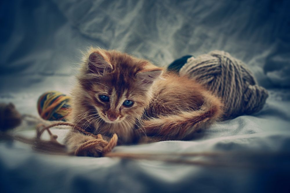 Photograph by Teodora Sarbinska