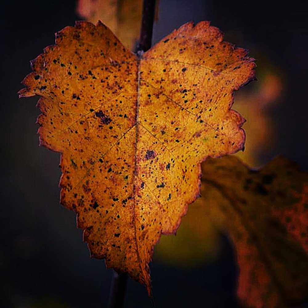 Photograph by Надежда Сабаева