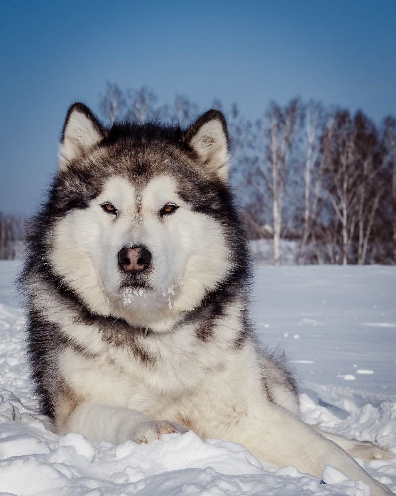 Photograph by Ольга Саенко