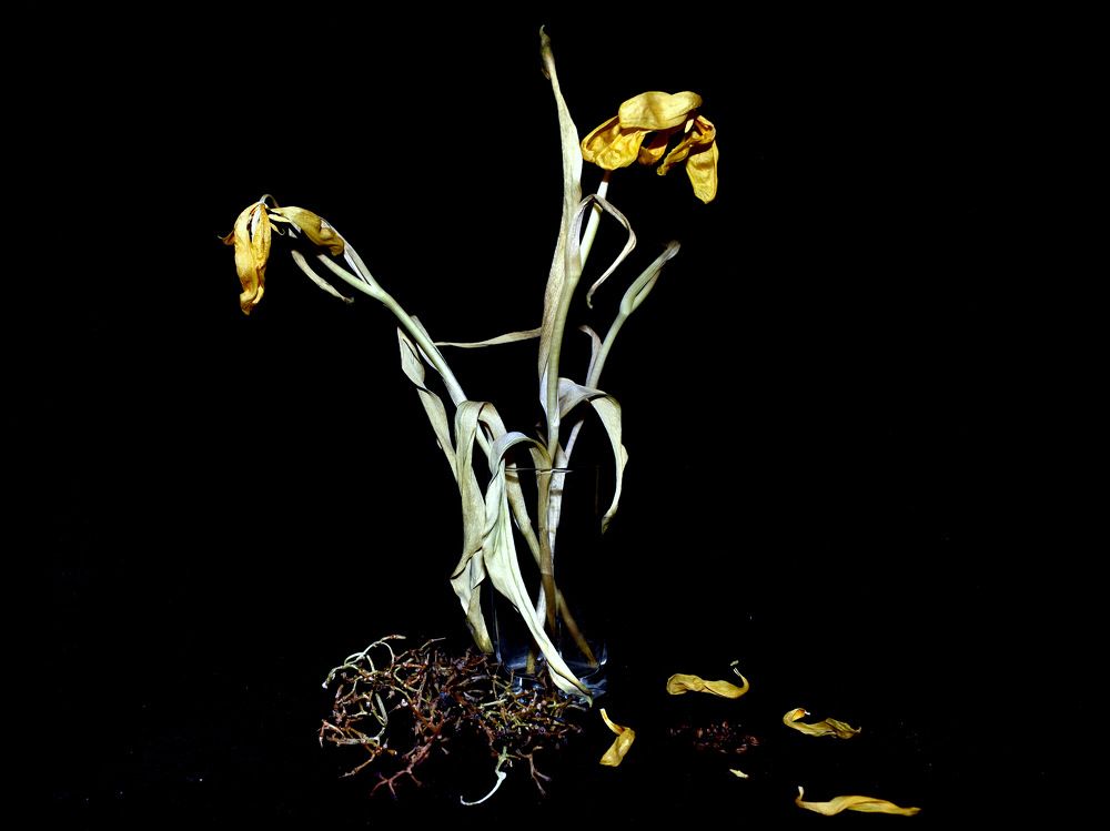 Увядание / Withering