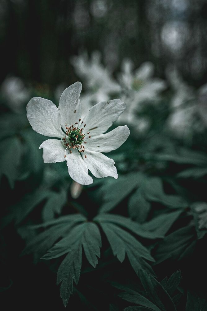 Photograph by T.Ю. Гринько