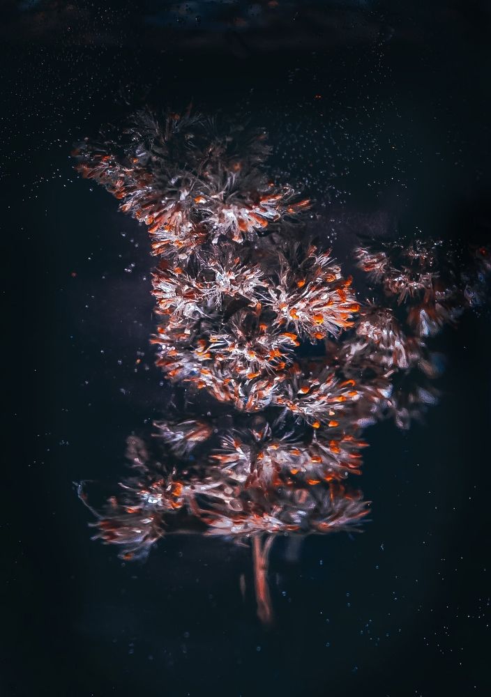 Photograph by T.Ю. Гринько