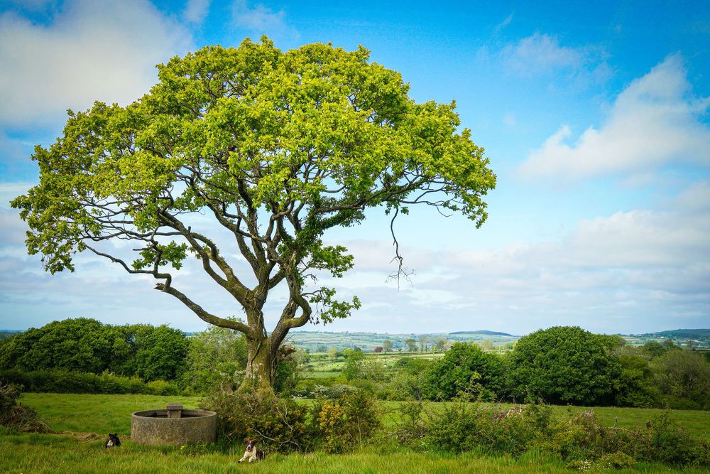 Photograph by Avi Theret