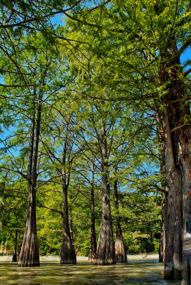 Кипарисовая роща