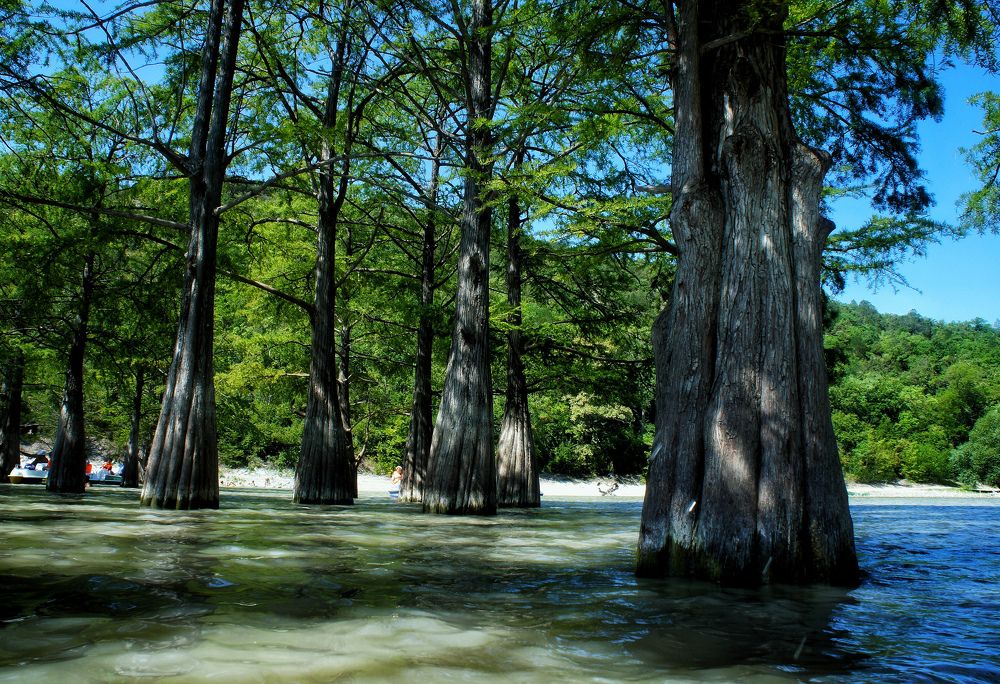 Кипарисовая роща.