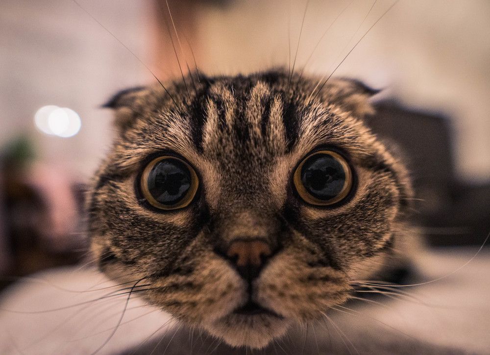 домашний самурай