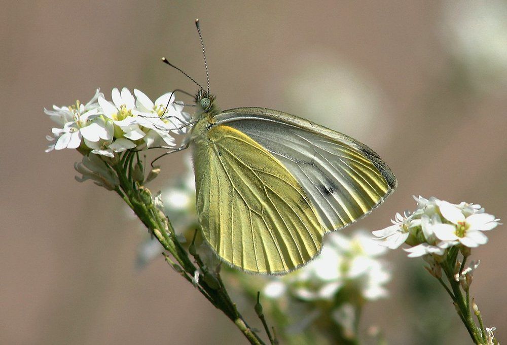 Фотография автора Андрей Янковский