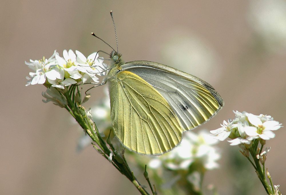 Фотография автора Андрей Янковский