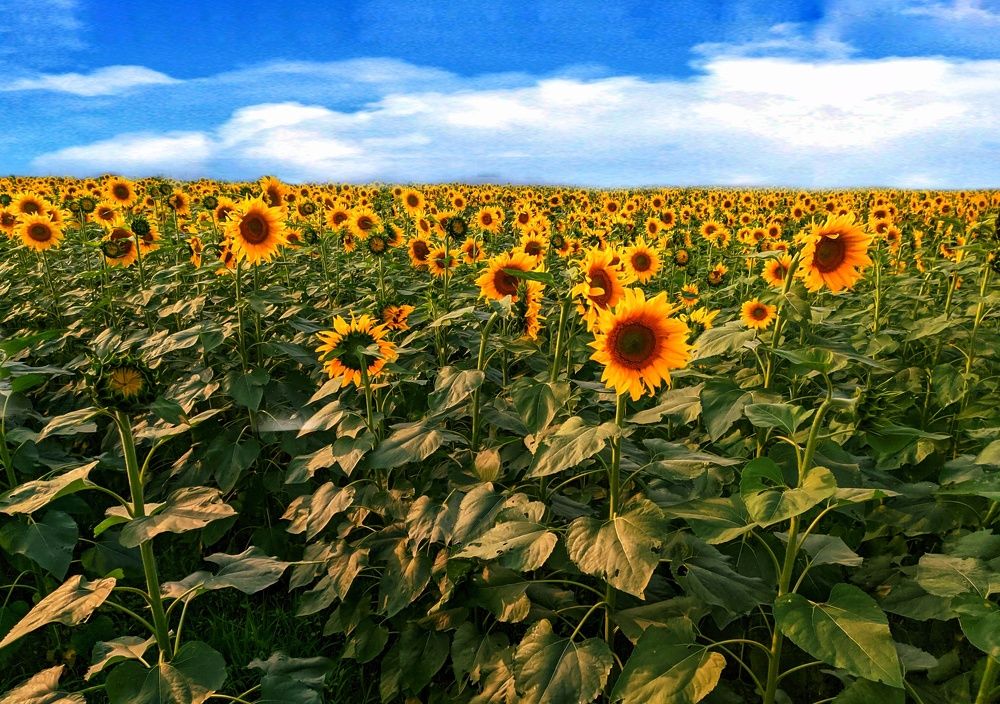 Фотография автора PRADIPTAMOY PAUL