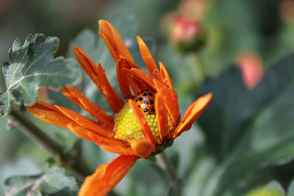 Уютный цветок