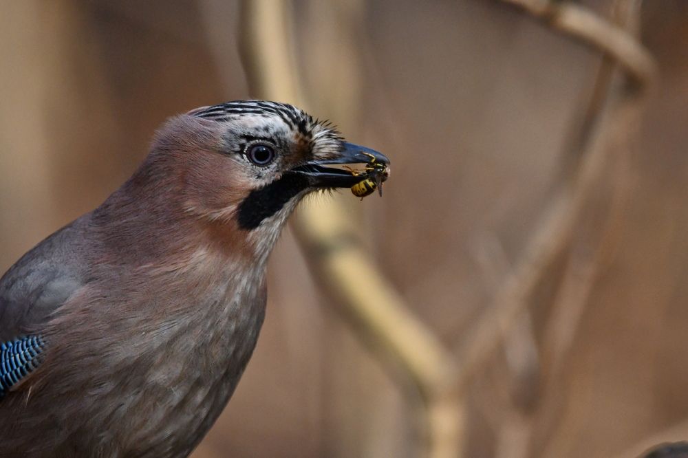 Сойка с осой